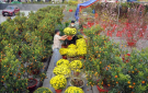 Thành phố Thanh Hóa tổ chức các điểm bán hoa, cây cảnh và đồ trang trí Tết Giáp Thìn 2024